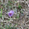 おきなぐさ１(ランの花の咲く山で）