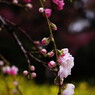 春を探して　花桃　Ⅱ