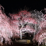 夜の花園