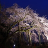 春の嵐 ～奥山田のしだれ桜2017～