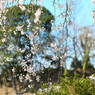 仏生山公園