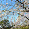 仏生山公園