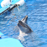 仙台うみの杜水族館8