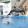 仙台うみの杜水族館10