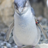 仙台うみの杜水族館13