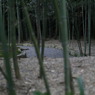 竹林なう