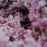 春を探して　枝垂桜