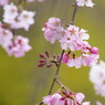 春を探して　枝垂桜　Ⅱ