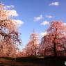 斜陽の花園