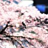 シジュウカラのお花見