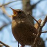 昨日出会った野鳥３