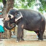 聖象を慈しむ～ヒンドゥー教寺院 Care for Elephant
