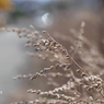 写真句：路傍の草も春の色