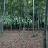 竹林なう