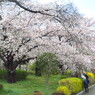 桜並木にて