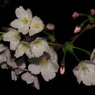 夜の桜