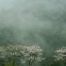雨脚