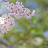 新緑と桜