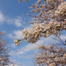 桜咲く
