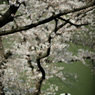 spring for tokyoites