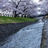 桜1