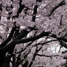 桜2