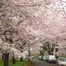 桜並木