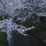 朝桜