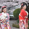 日本舞踊と桜の舞