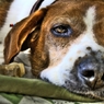 犬　HDR