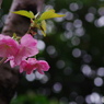 楊貴妃ーⅡ