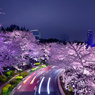 東京ミッドタウン夜桜