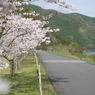 桜街道