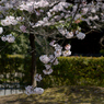 桜_桜花亭_06