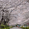 桜_NYC_02