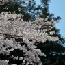 桜_NYC_03