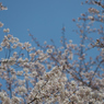 桜_NYC_04
