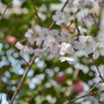 桜_NYC_05