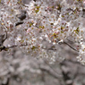 桜_NYC_07