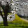 桜_NYC_09