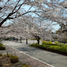 桜_NYC_10