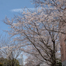 桜_NYC_11
