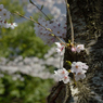 桜_NYC_12