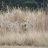 テストショット２（SIGMA 135mm F1.8 DG HSM | Art）