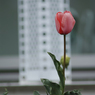 テストショット５（SIGMA 135mm F1.8 DG HSM | Art）