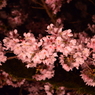 夜桜のノクターン