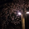 眩惑夜桜