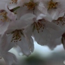 光る雨粒