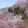 花見山