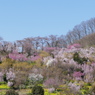 花見山